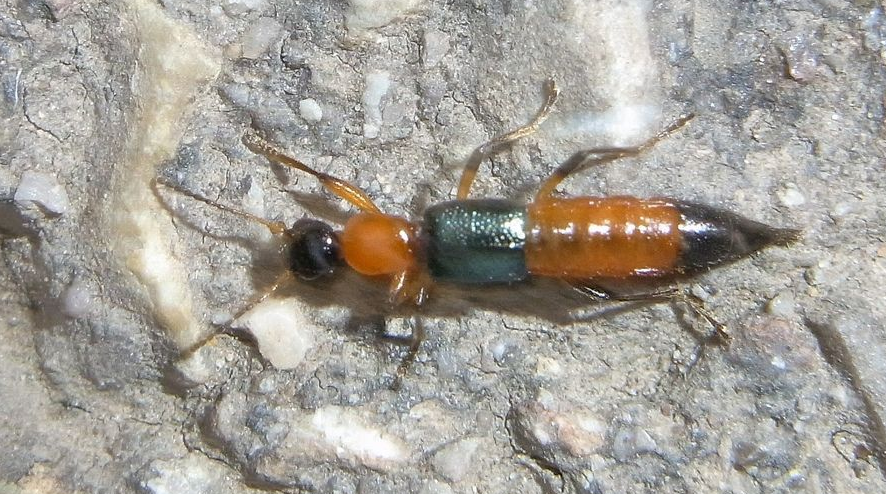 QQ��ͼ20181102113903.png QQ��ͼ20181102113903.png