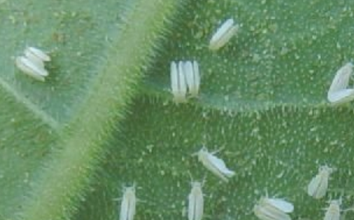 QQ��ͼ20181116122759.png QQ��ͼ20181116122759.png