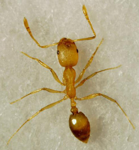 ����.png ����.png