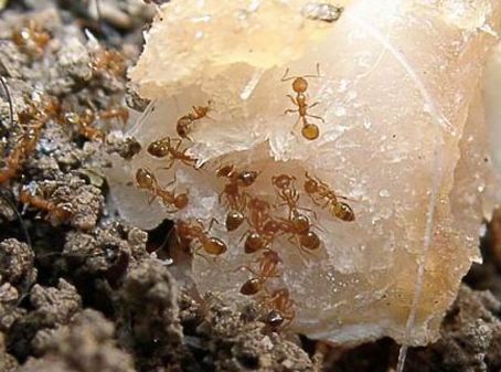 ����.png ����.png