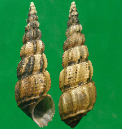 ��ˮ�� ����̹�.png ��ˮ�� ����̹�.png