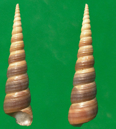 �������.png �������.png