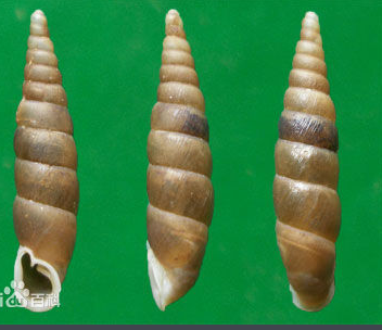 ½����ţ �������.png ½����ţ �������.png